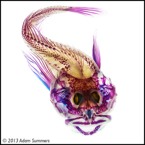 Para estudos científicos, professor produz fotografias incríveis de peixes; veja galeria!