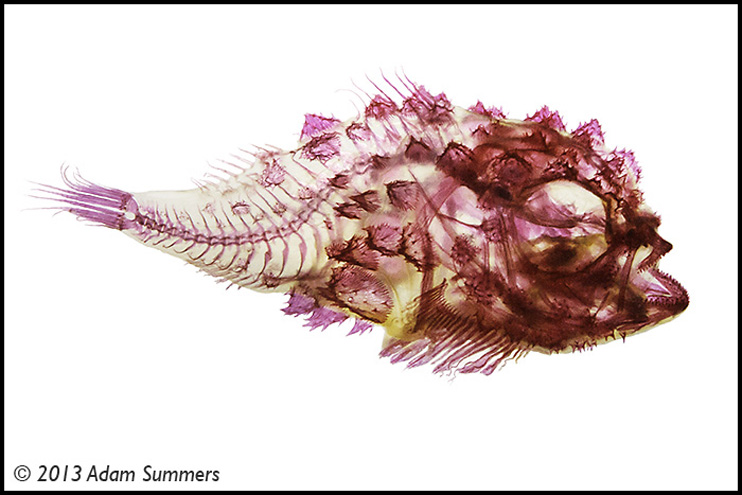 Para estudos científicos, professor produz fotografias incríveis de peixes; veja galeria!
