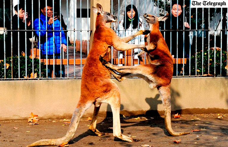 Cangurus antecipam luta de Anderson Silva e se socam na China