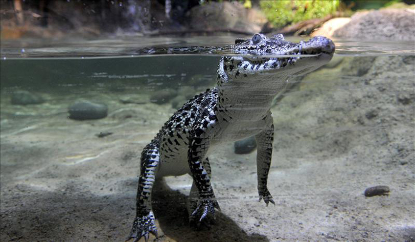 Crocodilos recém-nascidos são encontrados em piscina pública na Austrália