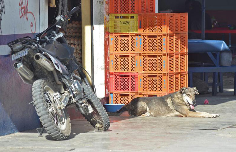 Na Bolívia, cão fiel vai todos os dias ao local onde dono morreu há 5 anos
