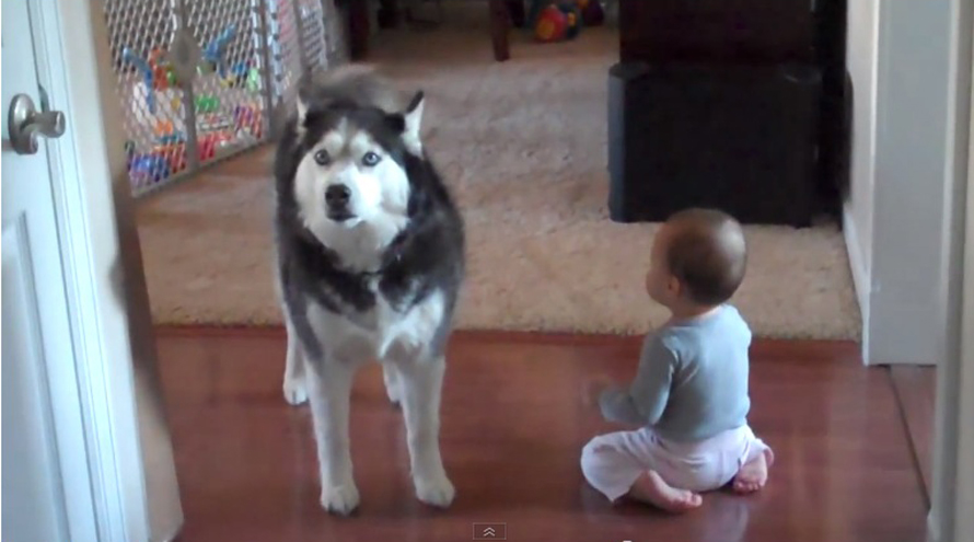 Veja vídeo fofo de cachorro da raça Husky "canta" junto com bebê!