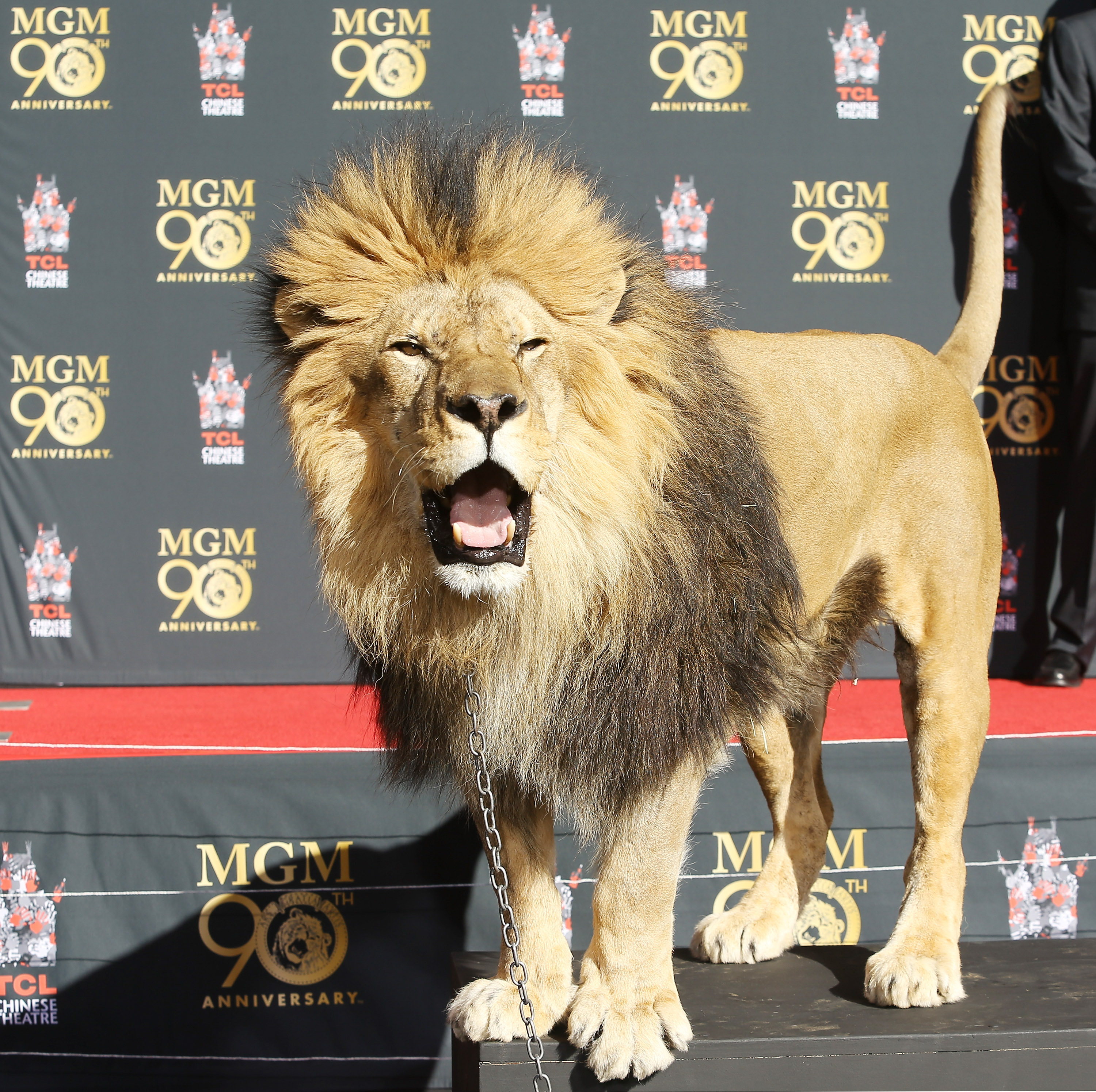 Leão da MGM deixa sua marca na Calçada da Fama em Hollywood