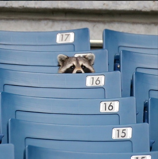 Fotógrafo americano registra ‘invasão’ de guaxinim no estádio do NY Yankees