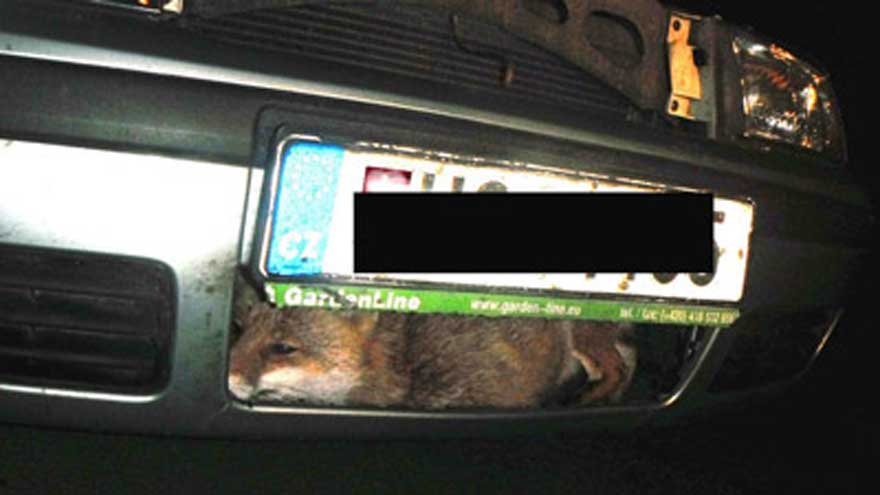 Raposa é achada viva embaixo de grade de radiador de carro após atropelamento
