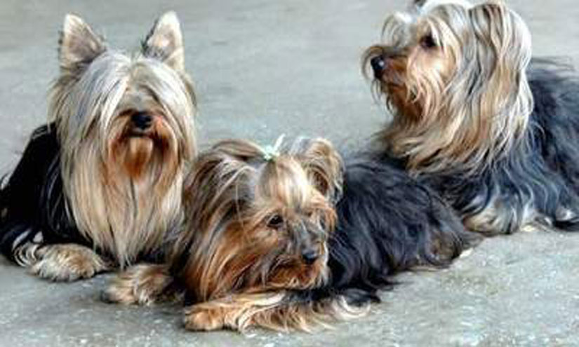 Coreia do Norte coloca Yorkshire Terriers em zoológico