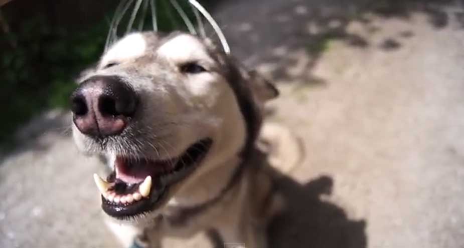 Husky adora massagem na cabeça e vídeo viraliza