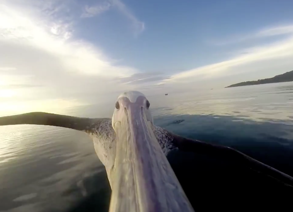 GoPro é colocada em pelicano e filma voo desengonçado da ave