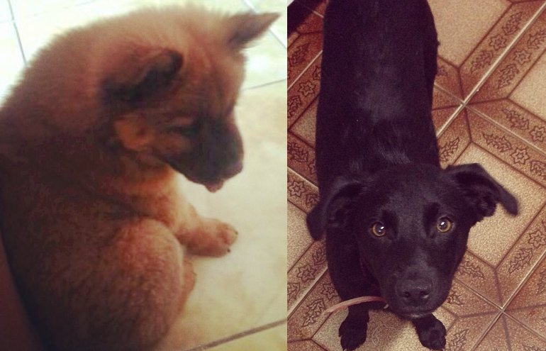 Sidney Sampaio adota cão achado na rua e Carol Dias procura pelo seu que sumiu