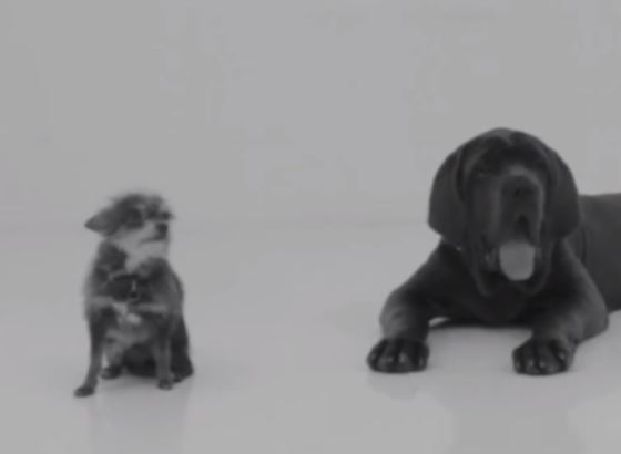 Vídeo "First Kiss" ganha paródia com cachorros; veja!