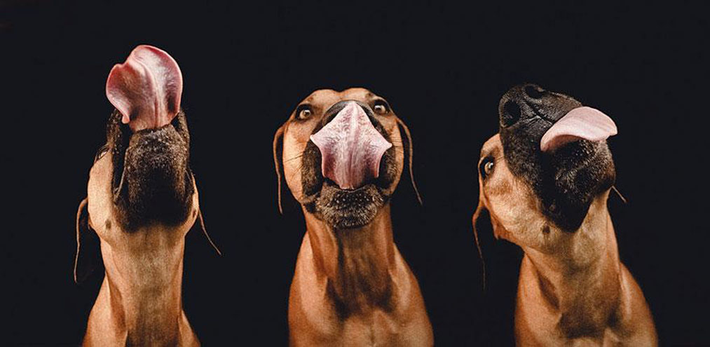 Fotógrafa profissional retrata convivência com seus três cachorros