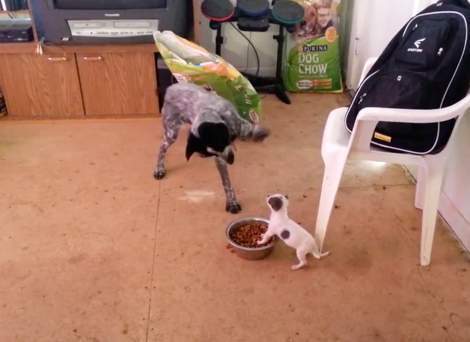 Cachorrinho corajoso mostra quem é o dono da comida; veja