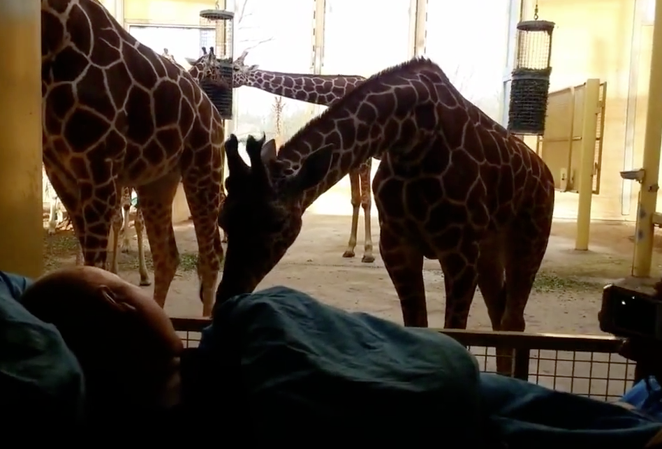Girafa dá beijo de despedida em seu cuidador com câncer terminal