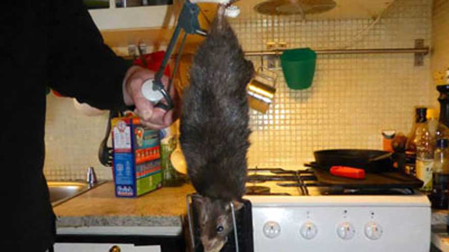Rato gigante assusta família sueca e bate no gato de estimação