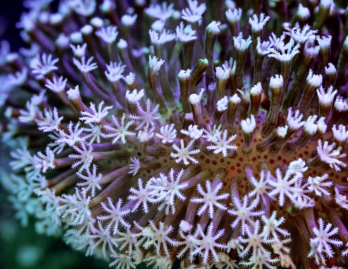 Vídeo reúne 150 mil imagens para mostrar o crescimento da natureza aquática