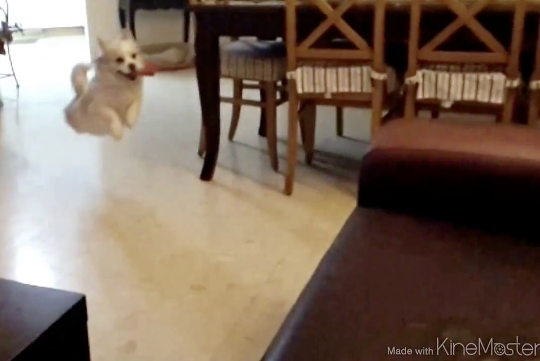 Aprenda a pular no sofá com esse cachorro fofinho!