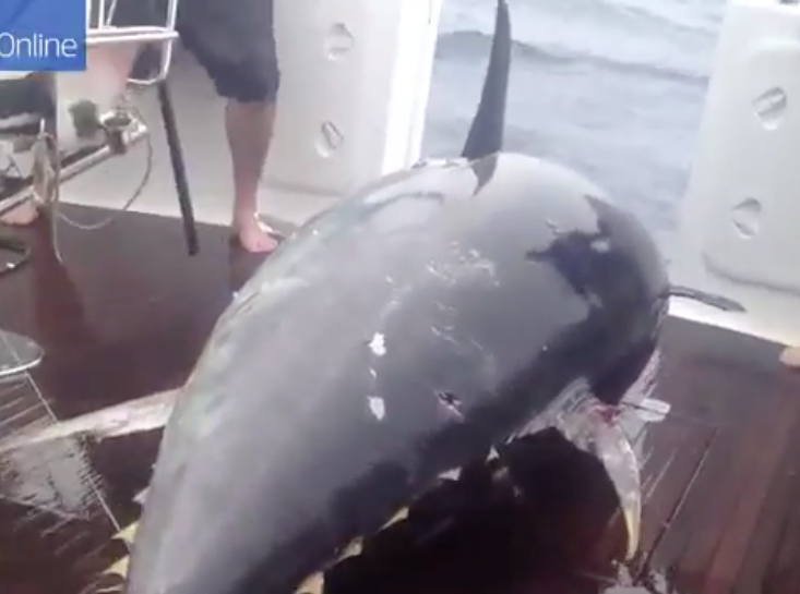 Após muito esforço, atum gigantesco é pescado na Nova Zelândia; veja!