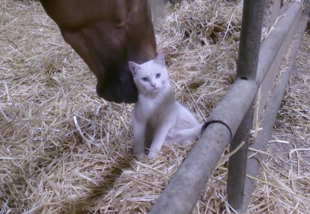 Apenas um cavalo 'paparicando' um gatinho; assista!