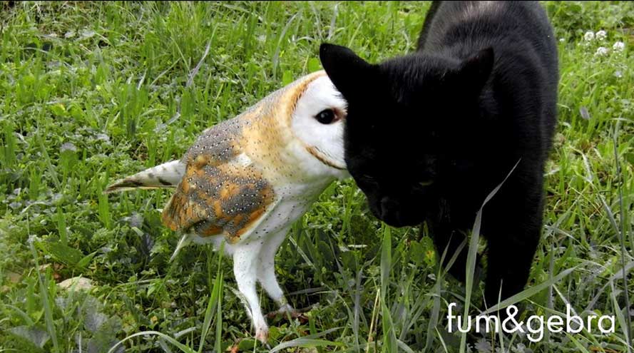 Veja amizade entre coruja e gato preto e inspire-se; confira vídeo e galeria especial