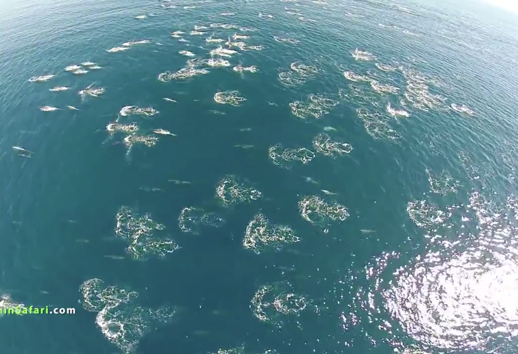 Drone capta imagens impressionantes de golfinhos e baleias em alto mar