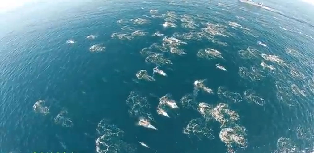 Capitão usa drone para captar imagens de golfinhos e baleias em alto-mar; veja vídeo