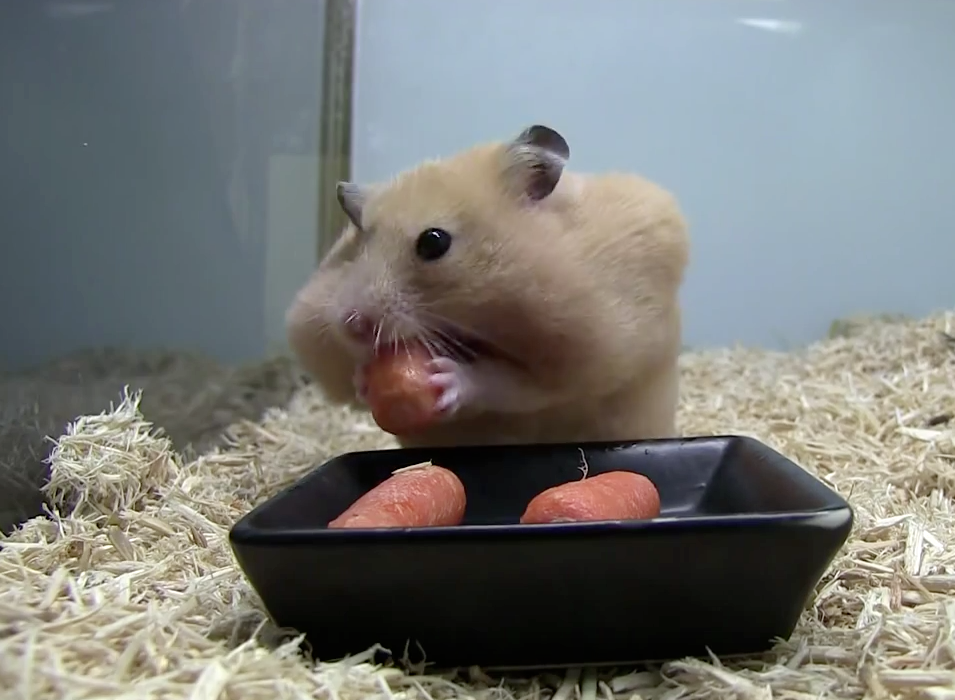 Hamster guloso coloca 5 cenourinhas na boca de uma vez