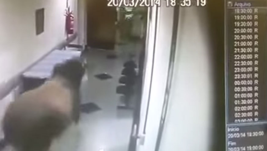 Vigilantes se divertem com imagens de boi perseguindo funcionários em hospital