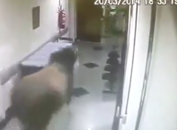 Boi simplesmente aparece no meio de hospital no RJ