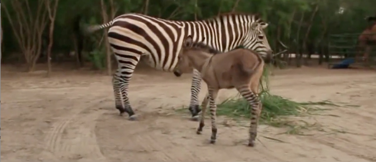 Nasce em zoológico do México híbrido de zebra com jumento