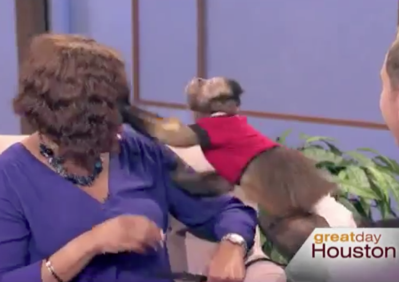 Apresentadora toma soco de macaco em programa ao vivo; veja vídeo