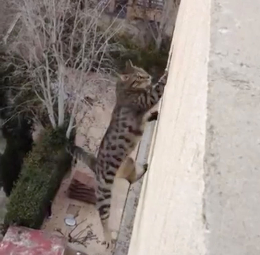 Veja o momento que gato cai do 3º andar de um prédio
