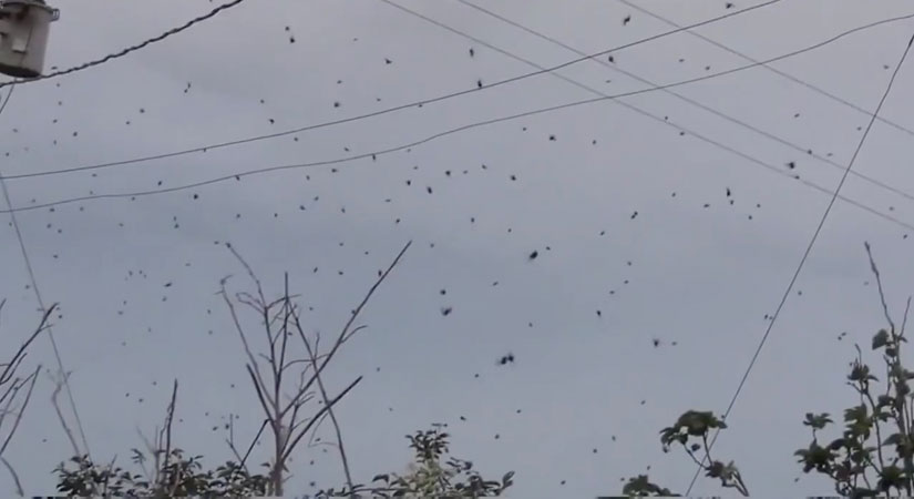 Centenas de aranhas invadiram o céu do Paraná; veja o vídeo