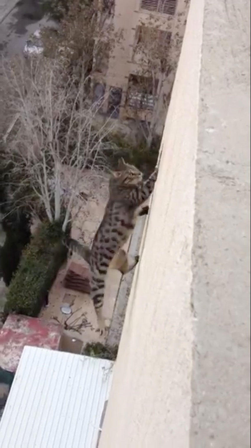 Vídeo mostra gato caindo do 3º andar de um prédio
