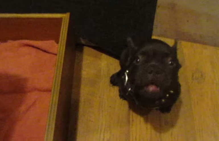 Filhote de cachorro faz birra para dormir em sua cama; veja o vídeo