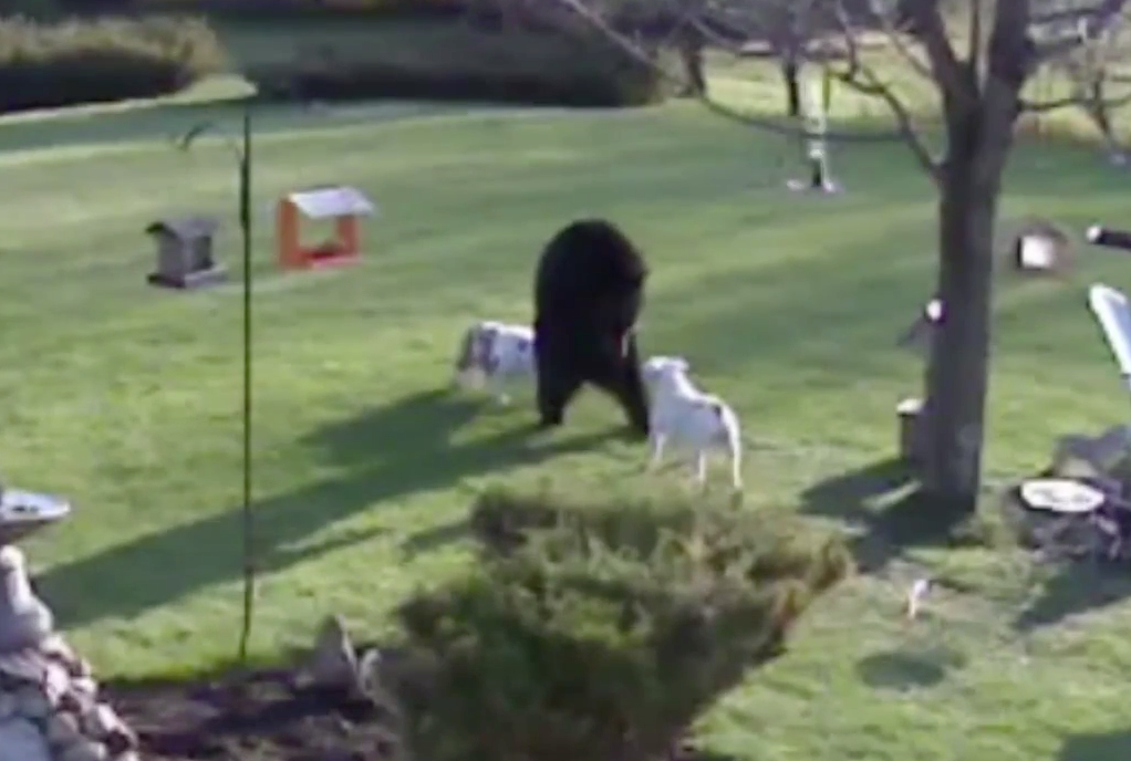 Vídeo mostra dois buldogues corajosos colocando um urso para correr