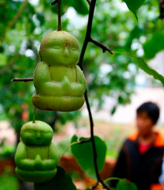 Agricultor chinês está cultivando peras que se parecem com bebês