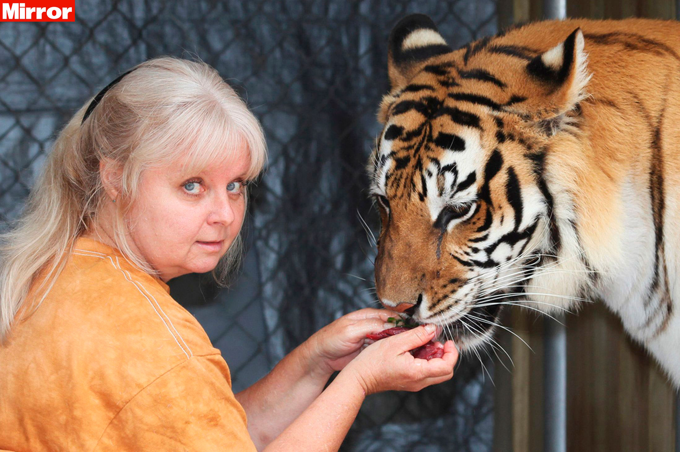 Conheça Saber e Janda, os tigres que são tratados como gatinhos