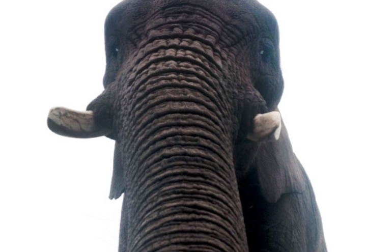 Elefante tira selfie com telefone de visitante em safári na Inglaterra