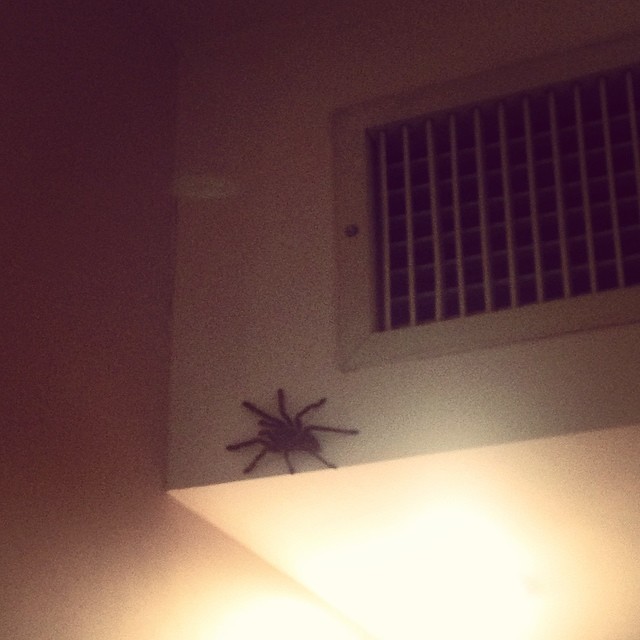 Jogador da Austrália publica foto de aranha no quarto em Vitória