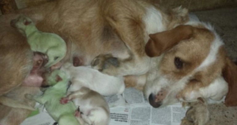 Filhotes de cachorro nascem verdes e espantam criadores