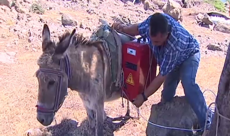 Na Turquia, burros estão sendo usados por fazendeiros para recarregar notebooks