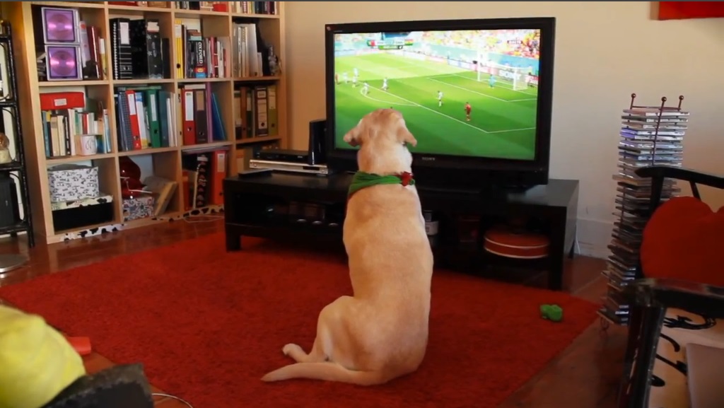 Cachorro tem reação inusitada com eliminação de Portugal na Copa; assista