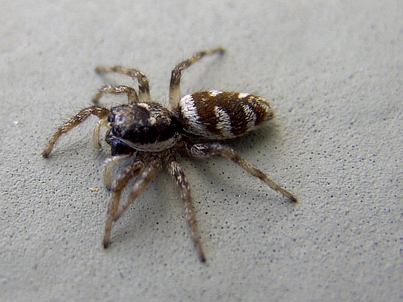 Mulher incendeia a própria casa ao tentar matar aranha; ela enfrenta processo