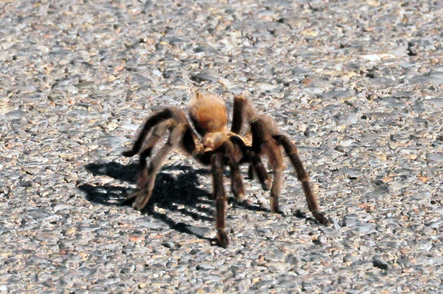 Tarântula grávida foge e causa pânico em bairro de Nova York