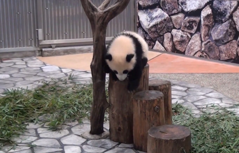 Vídeo reúne fofas e hilárias quedas de pandas; dá uma olhada
