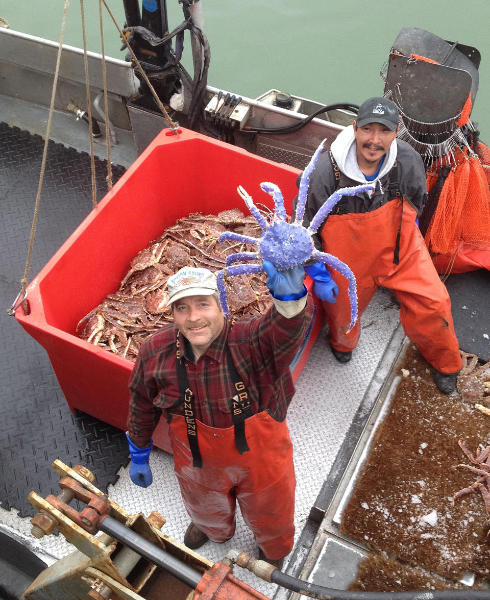 Caranguejo azul raro foi pescado no Alaska no começo do mês
