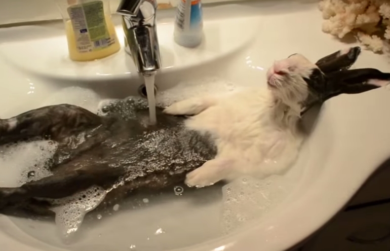 Assista a vídeos de coelhos tomando banho (simplesmente porque é muito fofo)