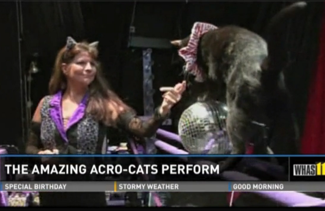 Mulher cria versão do ‘Cirque du Soleil’ com gatos
