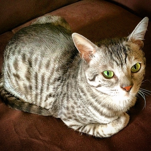 Gato sofre queda de nove andares de prédio em Nova York e sobrevive