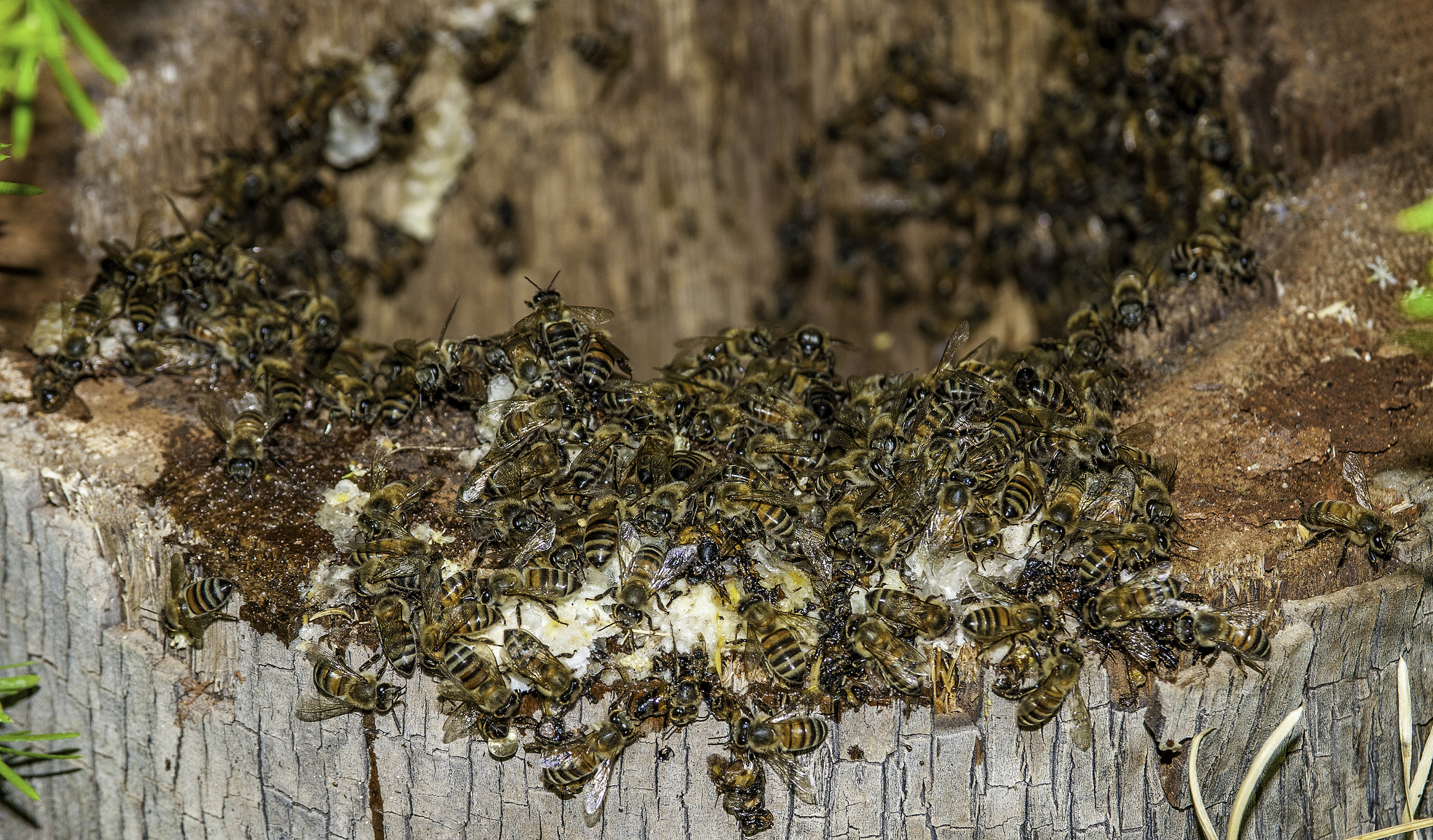 Engenheiro que se perdeu na Amazônia sobreviveu 12 dias comendo insetos